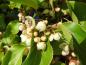 Preview: Weiße Blüten des Strahlengriffels (Actinidia arguta)