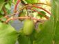 Preview: Strahlengriffel (Actinidia arguta) - leckere weintraubengroße Kiwifrüchte