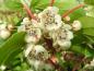 Preview: Zahlreiche filigrane, weiße Blüten schmücken den Strahlengriffel (Actinidia arguta).
