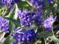 Preview: Caryopteris Blauer Spatz mit sommerlicher Blüte