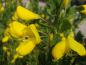 Preview: Blüten im Mai beim Ginster Gelber Funke