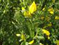 Preview: Blüte beim Geißklee Gelber Funke