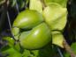 Preview: Frucht der Kakipflaume Rosseyanka
