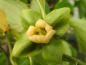 Preview: Gelbe Blüte der Diospyros kaki Rosseyanka