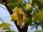 Preview: Die gelbe Blüte der Diospyros kaki Rosseyanka zeigt sich im Juni.