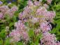 Preview: Ceanothus Marie Simon in Blüte