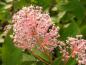 Preview: Rosablühende Ceanothus Marie Simon