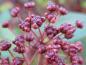 Preview: Die Früchte der Ceanothus Marie Simon zieren den Halbstrauch im Herbst.