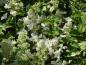 Preview: Hydrangea paniculata Pink Lady in Blüte