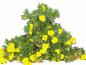 Preview: Die gelbe Blüten vom Bodendecker Potentilla Goldteppich im Container