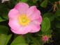 Preview: Nahaufnahme der Blüte von Rosa gallica