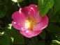 Preview: Nahaufnahme der Blüte der Essigrose
