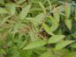 Preview: Rubus coreanus Dart`s Mahagony