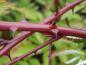 Preview: Rubus coreanus Dart`s Mahagony