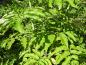 Preview: Sambucus caerulea - Blätter