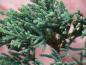 Preview: Triebspitzen von Juniperus virginiana Glauca