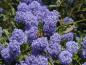 Preview: Säckelblume Victoria - reiche blaue Blüte