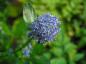 Preview: Blaue Büten der Säckelblume Victoria