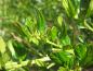 Preview: Die immergrüne Säckelblume Victoria im Austrieb