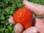 Preview: Leckere Frucht der Erdbeere Korona