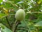 Preview: Der grüne Fruchtkörper der Juglans cinerea