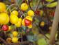 Preview: Baumwürger - gelbe Früchte mit rotem Kern