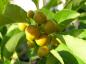 Preview: Baumwürger mit gelben Früchten