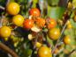 Preview: Früchte bei Celastrus orbiculatus