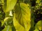 Preview: Gelbes Herbstlaub bei Celastrus orbiculatus