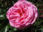 Preview: Die Rose Beverly ® in der Blütezeit