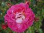 Preview: Die Blüte der Rose Charmant ®