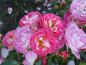 Preview: Die Rose Charmant ® in der Blütezeit