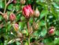 Preview: Blütenansatz der Rose Charmant ®