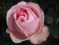 Preview: Die Rose Giardina ®