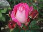 Preview: Die Blüte der Rose Harlekin ®