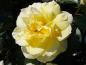Preview: Die Rose Sunstar ® in der Blütezeit
