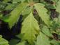 Preview: Acer henryi