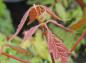 Preview: Triebspitze bei Acer henryi