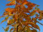 Preview: Acer henryi mit Herbstlaub