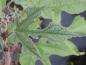 Preview: Broussonetia papyrifera, Pappersmullbär, Pappersmullbärsträd