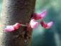 Preview: Die rosa Blüten des Judasbaum (Cercis canadensis) erscheinen vor den Blättern.
