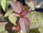 Preview: Das schöne Laub von Cercidiphyllum magnificum