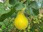 Preview: Gelbe Frucht der Birnenquitte Westheim im Oktober