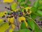 Preview: Der Chinesische Liguster im Herbst - gelbe Blätter und eiförmige, blaue Beeren