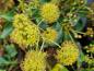 Preview: Strauchefeu Poetica Arborea mit gelben, runden Blütenständen