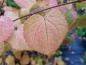 Preview: Buntes Herbstlaub des Pracht-Lebkuchenbaums