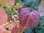 Preview: Rote Herbstfärbung des Prachtlebkuchenbaums im Oktober