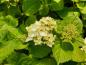 Preview: Beginnende weiße Blüte der Hortensie Endless Summer Ende Mai