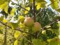 Preview: Malus communis, Malus sylvestris, vildapel, vildäppel