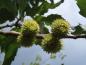 Preview: Kastanjebladig ek Green Spire, Quercus castaneifolia Green Spire